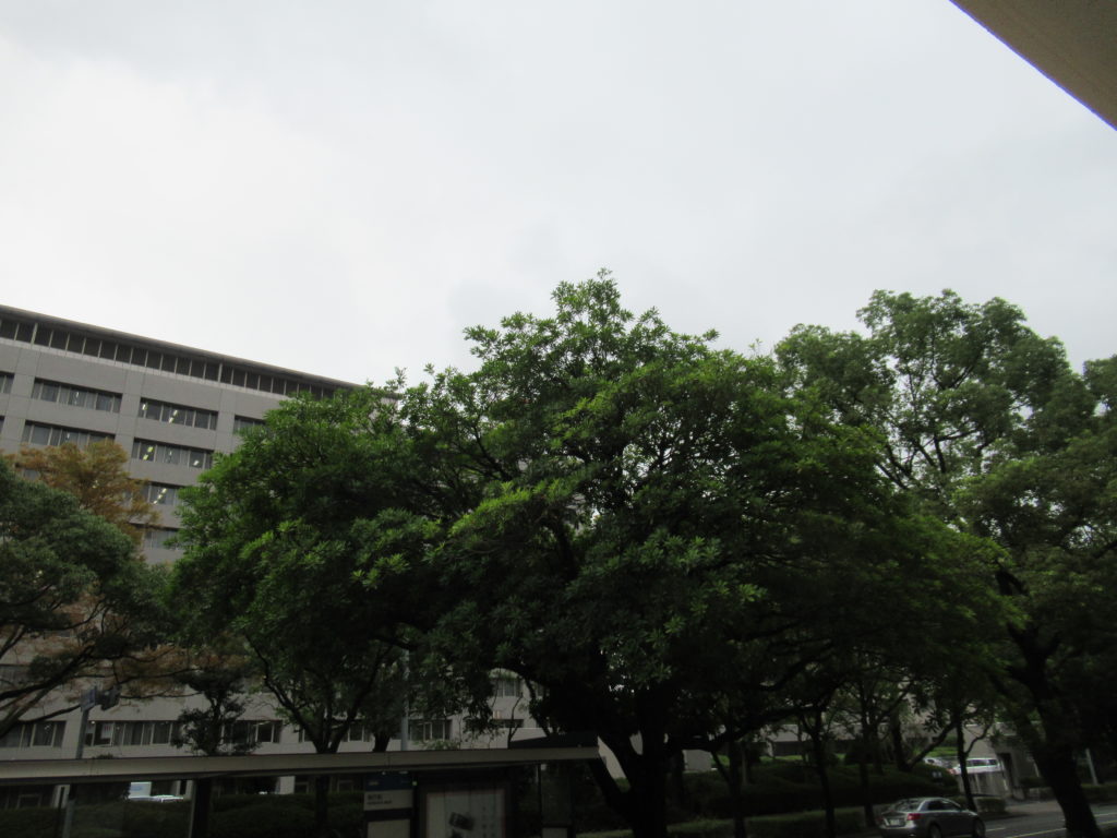 生憎の雨 シマウマ保育園 県庁前